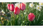 Sadzenie tulipanów: wymagania i porady