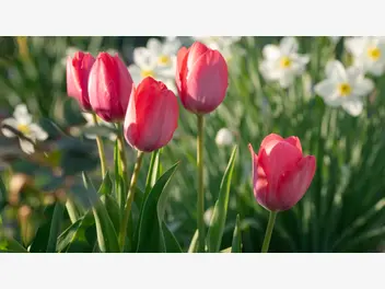 Ilustracja artykułu kiedy sadzić tulipany? - wymagania, zasady sadzenia, terminy, porady