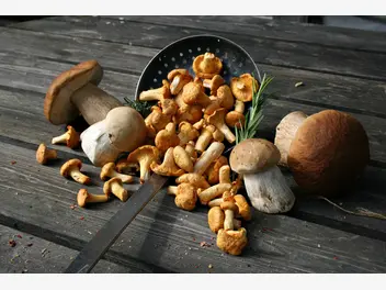 Ilustracja artykułu cennik skupu grzybów - zobacz, ile możesz otrzymać za różne rodzaje grzybów