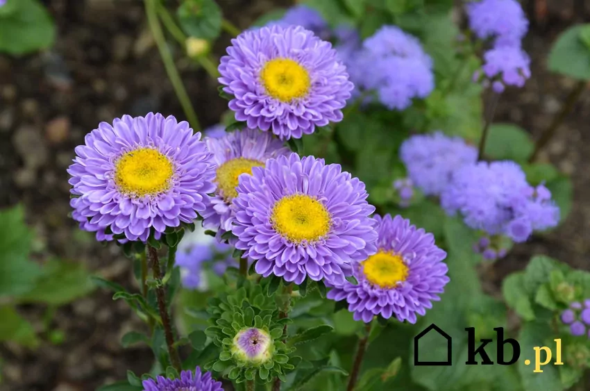 Fioletowy aster chiński w ogrodzie