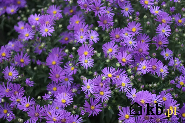 Aster gawędka o fioletowych kwiatach, a także sadzenie, pielęgnacja i uprawa w ogrodzie