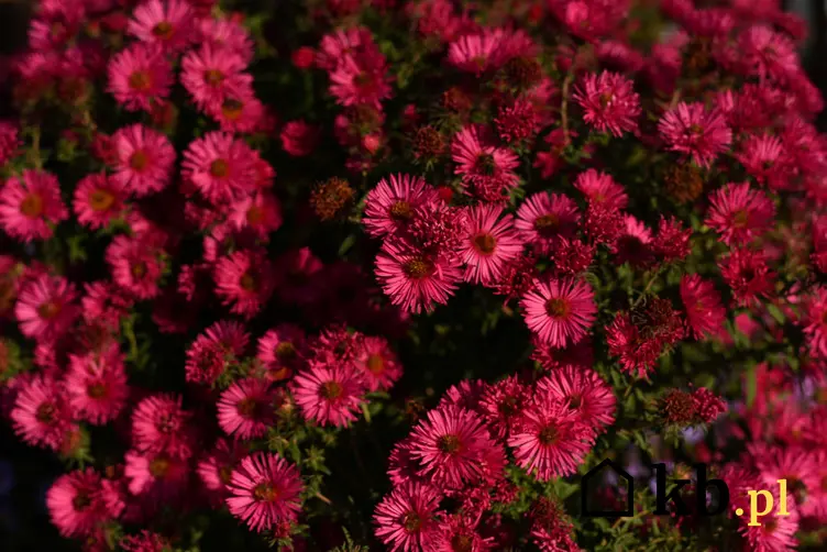 Aster nowobelgijski o purpurowych kwiatach a także sadzenie, uprawa oraz podlewanie w ogrodzie