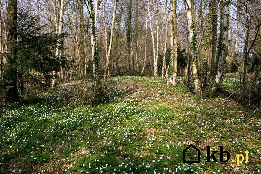 Las zawilców gajowych wiosną