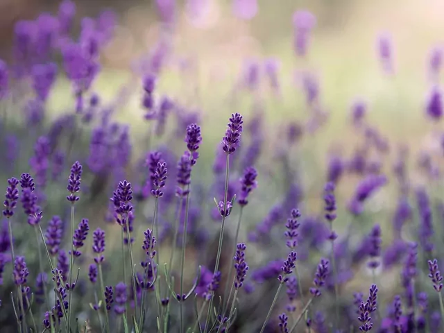 Lawenda Angustifolia: pielęgnacja i zimowanie
