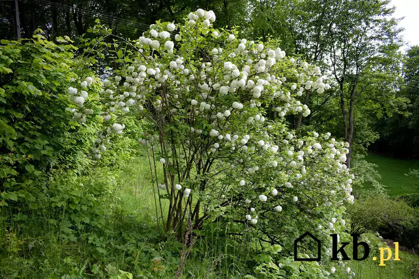 Kalina koralowa w ogrodzie kwitnie