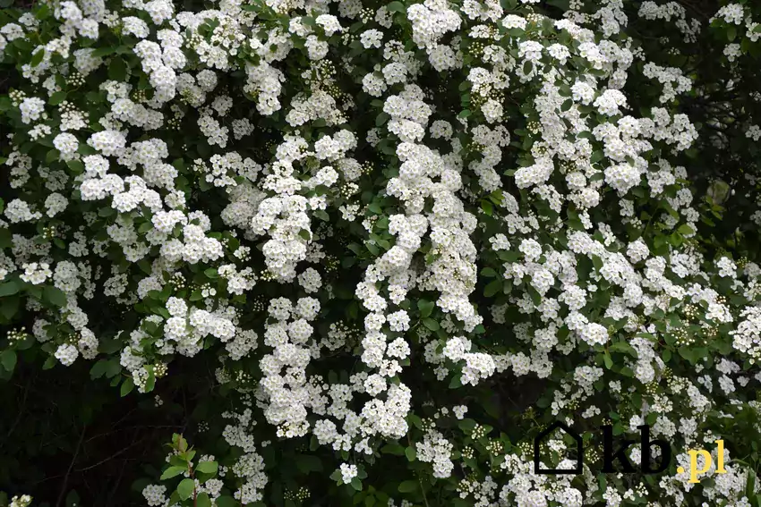 Tawuła Thunberga, białe kwiaty.