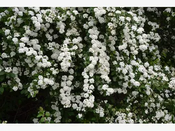 Ilustracja artykułu top 10 krzewów kwitnących na biało - rodzaje, opis, wymagania, pielęgnacja