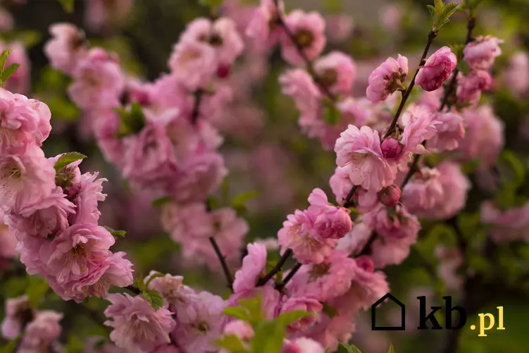 Migdałowiec lub migdałek w ogrodzie oraz inne z TOP 10 krzewów kwitnących na różowo