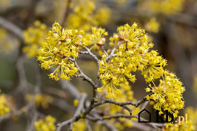 Dereń jadalny o żółtych kwiatach w czasie kwitnienia oraz TOP 10 krzewów kwitnących na żółto