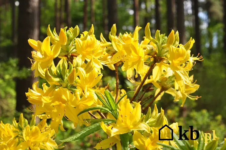 Azalia, rododendron oraz inne z TOP 10 najpiękniejszych krzewów kwitnących na żółto