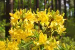 Top 10 żółtych krzewów kwitnących