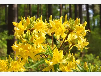 Ilustracja artykułu top 10 krzewów kwitnących na żółto - rodzaje, opis, wymagania, pielęgnacja, porady