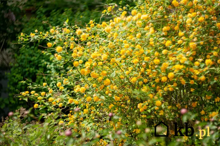 Złotlin japoński w ogrodzie oraz inne krzewy kwitnące na żółto do uprawy