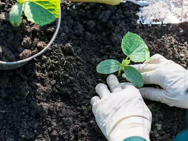 Sadzenie ogórków: terminy i pielęgnacja