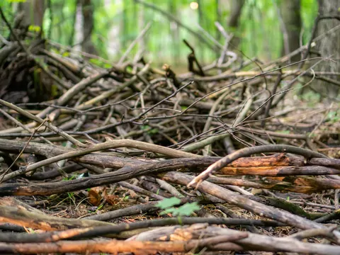 Koszt wywozu gałęzi: cennik kontenerów