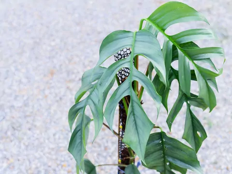 Epipremnum pinnatum: opis i uprawa