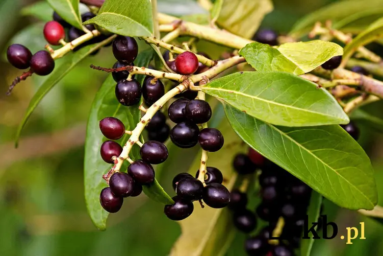 Owoce laurowiśni na krzewach, a także odmiany, sadzenie oraz wymagania i pielęgnacja