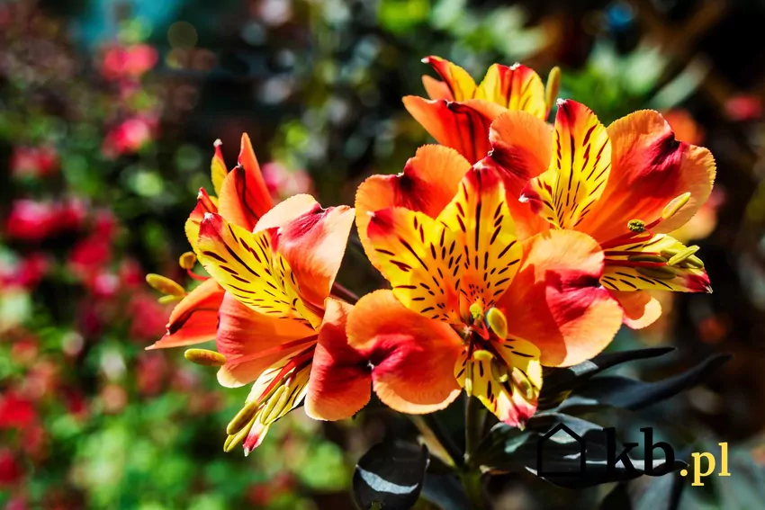 Pomarańczowa Alstroemeria w ogrodzie