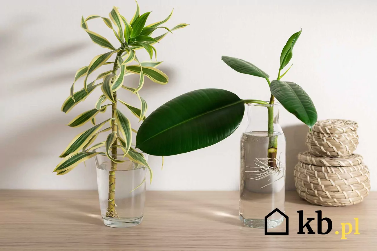 glücksfeder online bestellen Zamioculcas (Glücksfeder) kaufen | 60 cm