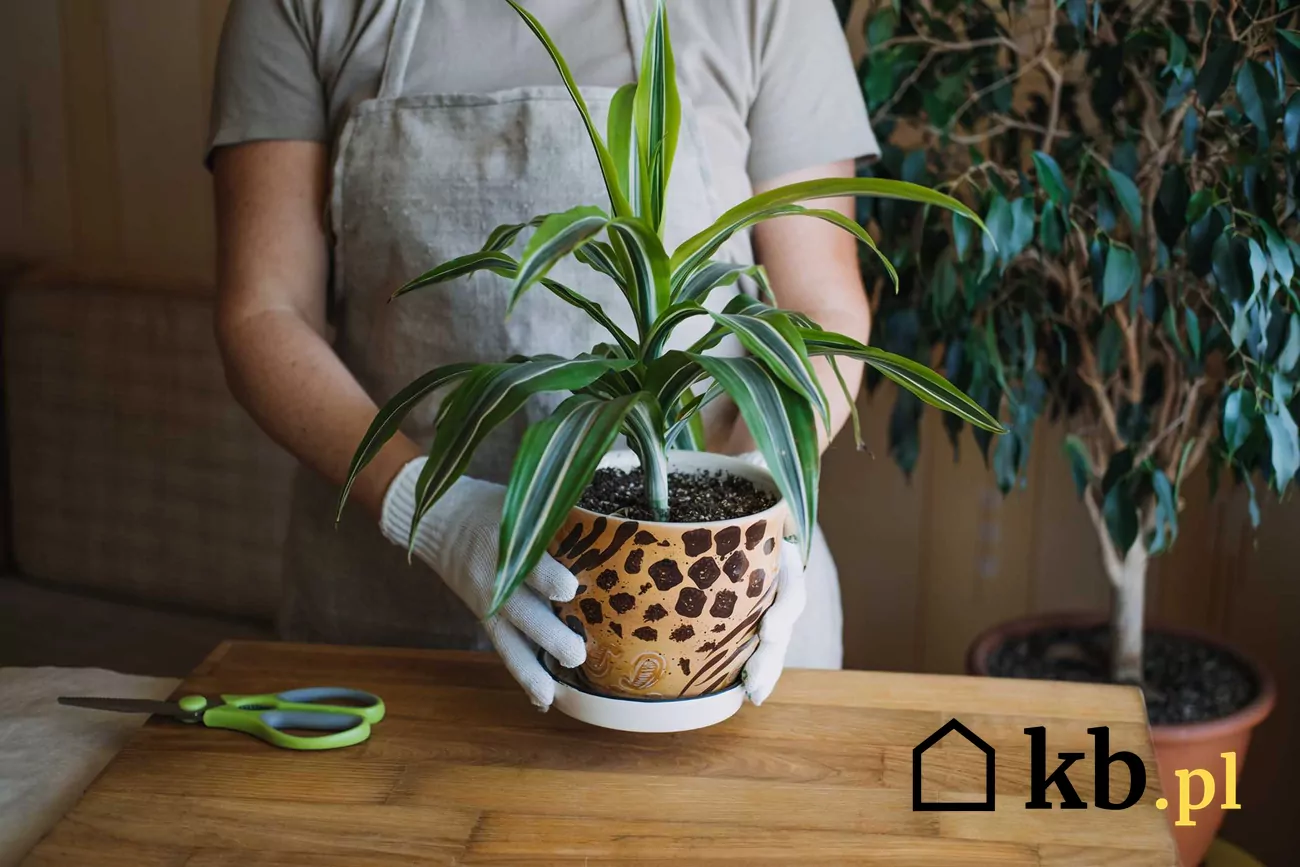 Dracena wonna - opis, pielgnacja, podlewanie, porady