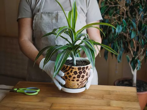 Dracena wonna - pielęgnacja i podlewanie