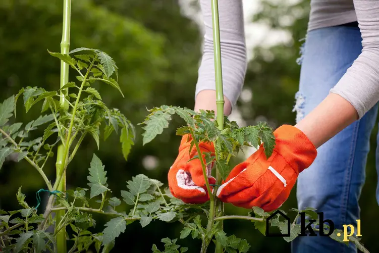 Sadzonki pomidorów w czasie palikowania, a także sadzenie i siew pomidorów krok po kroku
