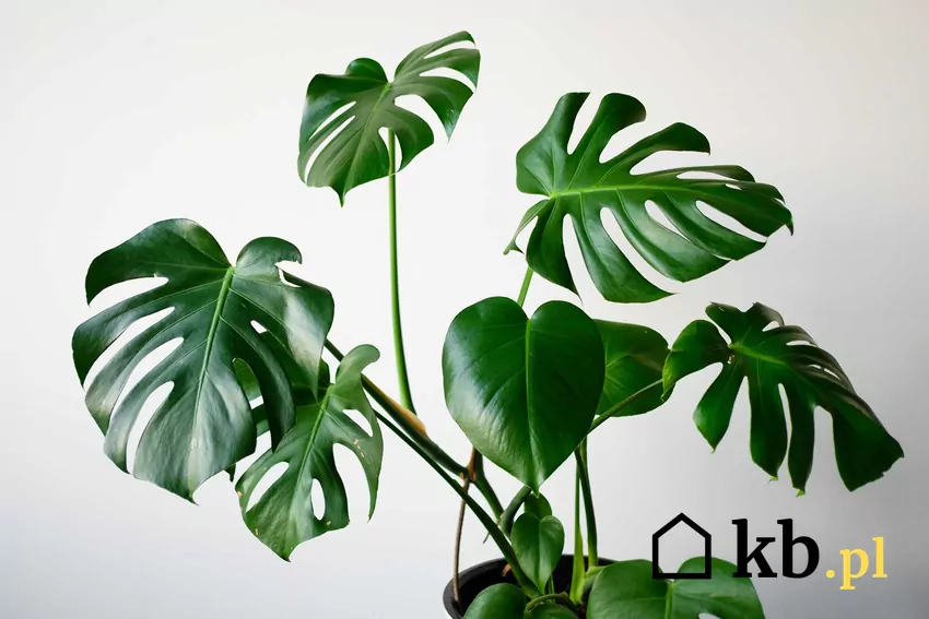 Monstera w doniczce do pielęgnacji