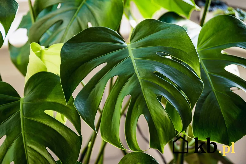 Monstera deliciosa liście z bliska