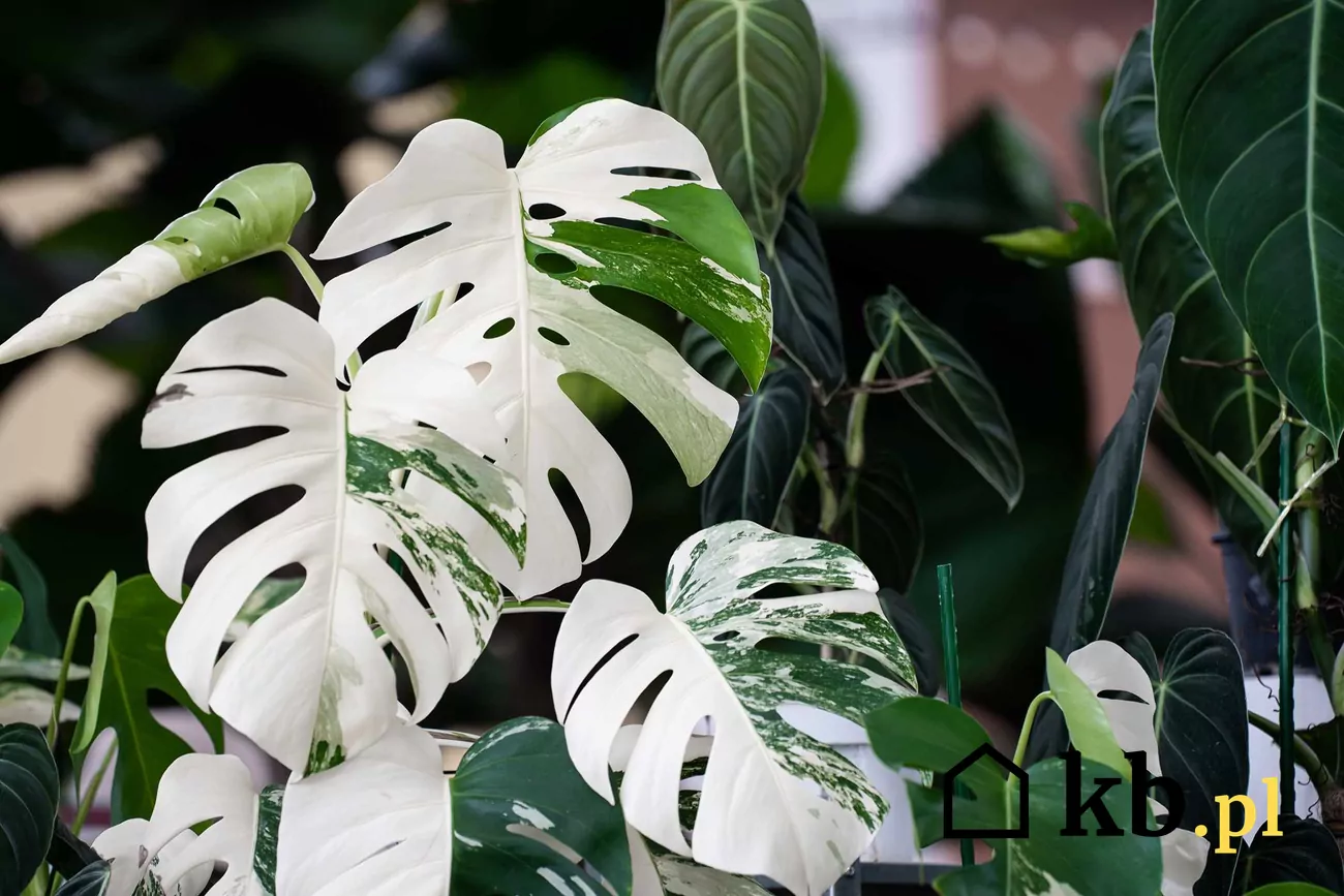 Monstera variegata - charakterystyka, wymagania, uprawa, porady