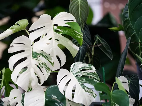 Monstera Variegata - uprawa i porady