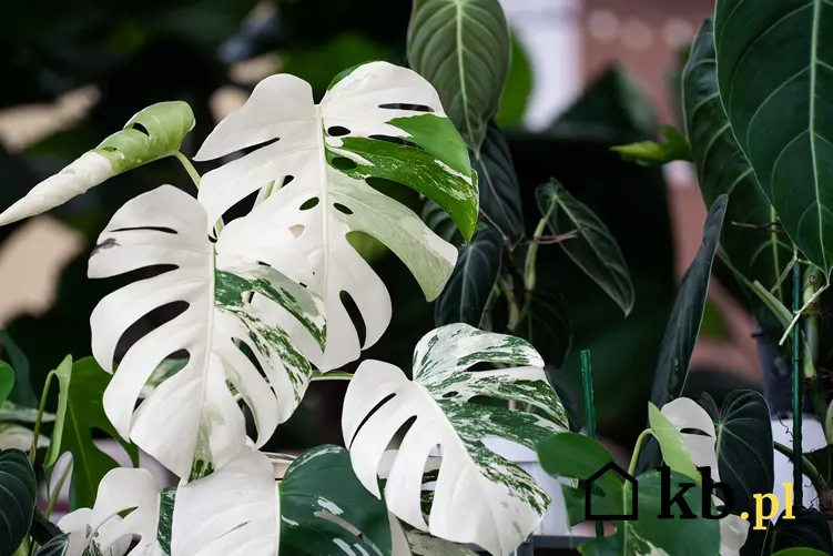 Monstera variegata o białych plamach na liściach, a także pielęgnacja, sadzenie i uprawa rośliny