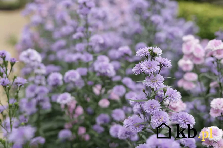 Aster nowoangielski w ogrodzie