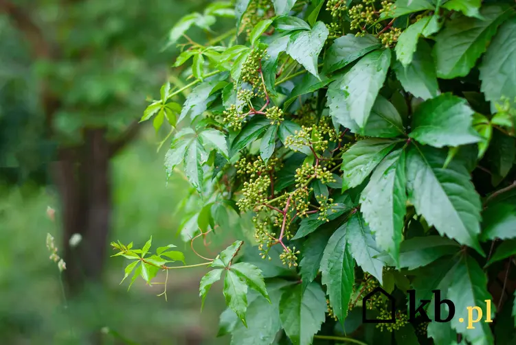 Zielone liście winobluszczu, a także pielęgnacja, uprawa i sadzenie winobluszczu w ogrodzie
