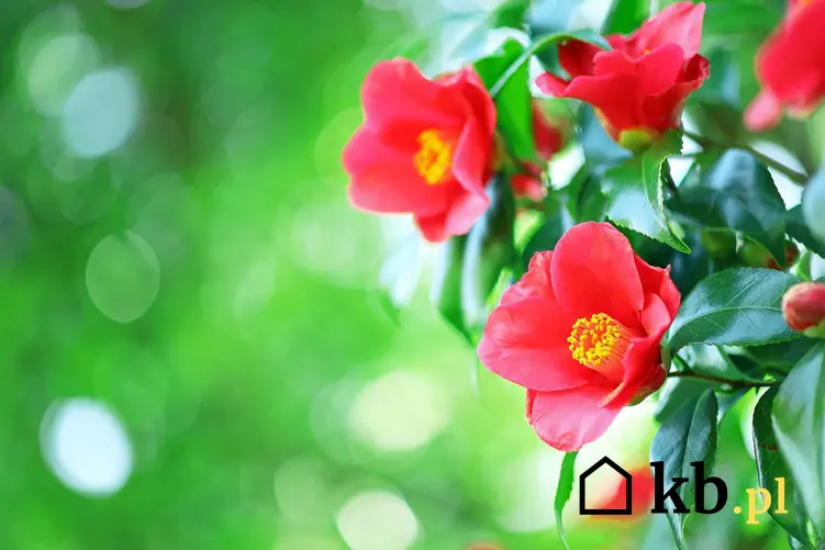 Czerwone kwiaty kamelii japońskiej i jej sadzenie, pielegnacja oraz odmiany