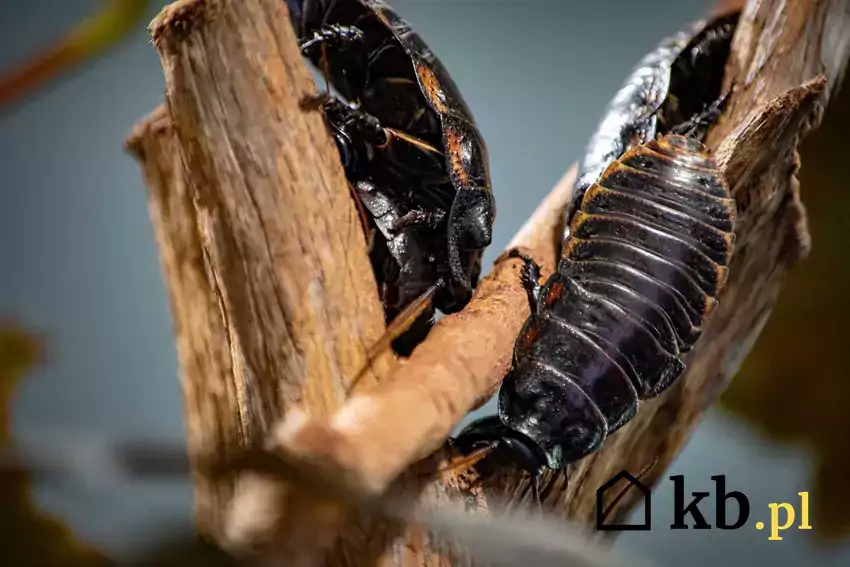 Karaluchy – najlepsze środki owadobójcze