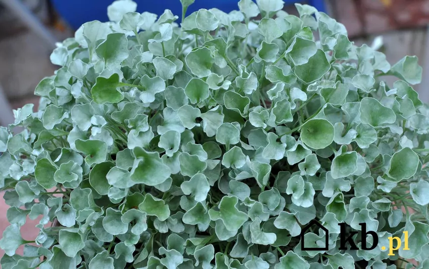 Dichondra w doniczce, srebrzysta roślina.