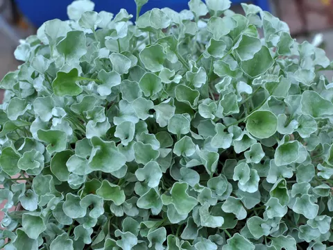 Dichondra srebrzysta - opis i uprawa