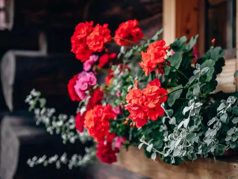 Wypełniacze do pelargonii - porady i sadzenie