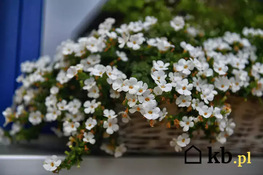 Bakopa w doniczce, białe kwiaty