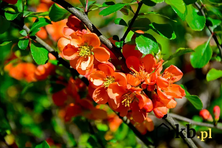 Pomarańczowe kwiaty pigwowca japońskiego i jego charakterystyka oraz uprawa krok po kroku