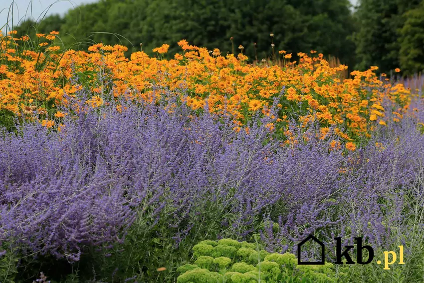 Fioletowa perowskia obok rudbekii