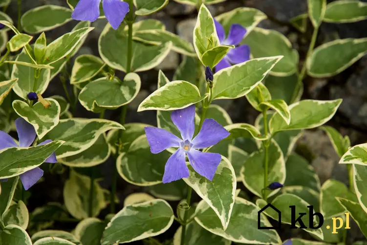 Niebieskie kwiaty barwinka oraz barwinek większy w ogrodzie, pielęgnacja i wymagania