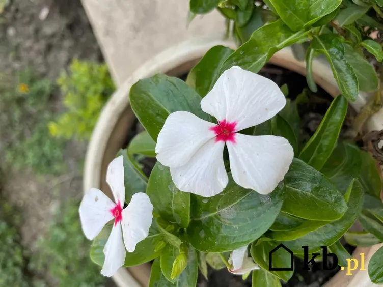Biały kwiatek w doniczce, a także sadzenie, pielęgnacja i uprawa barwinka