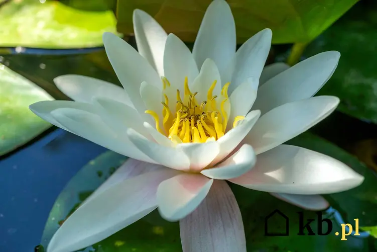 Lilia wodna o różowym kwiecie, a także opis rośliny i odmiany lilii wodnej na zbiorniku