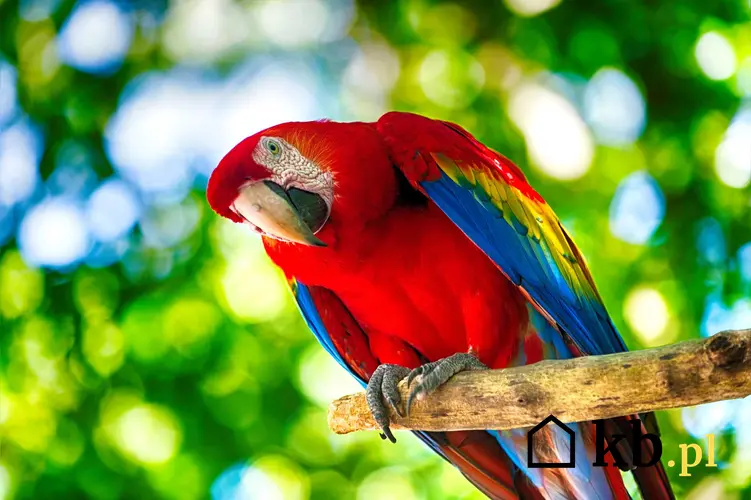 Papuga ara na drążku, a także cena papugi i ile kosztują papugi różnych gatunków