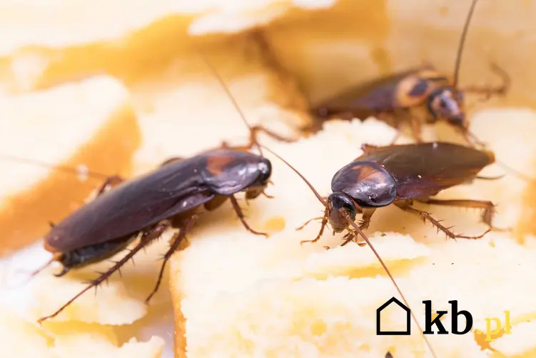 Karaluchy, a także jak rozpoznać karalucha i robak podobny do karalucha
