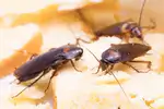 Rozpoznawanie karaluchów: praktyczny poradnik