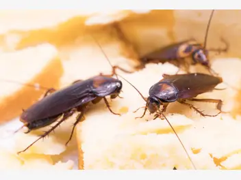 Ilustracja artykułu jak rozpoznać karalucha? praktyczny poradnik rozpoznawania insektów