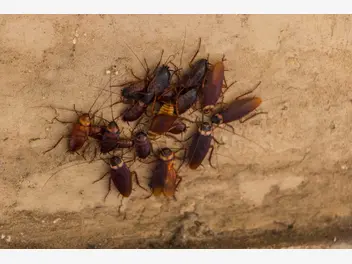 Ilustracja artykułu jaki robak jest podobny do karalucha? opis, występowanie, zwalczanie