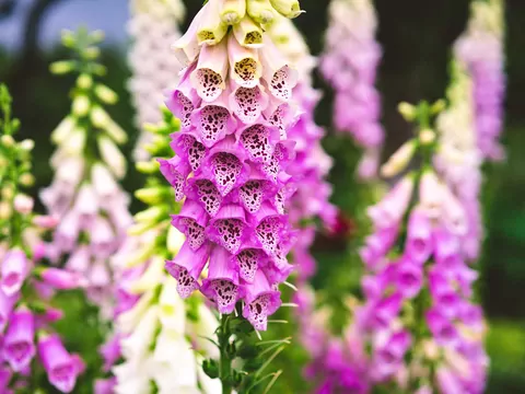 Naparstnica purpurowa: uprawa i zastosowanie